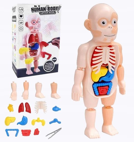 CIAŁO CZŁOWIEKA ORGANY LUDZKIE MODEL ANATOMICZNY ZABAWKA EDUKACYJNA LUDZIK