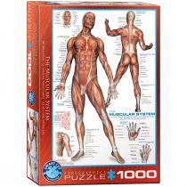 Eurographics Puzzle układu mięśniowego (1000 sztuk) EG60002015