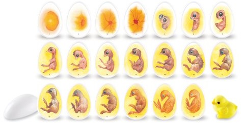 Learning Resources Chick Life Cycle Exploration zestaw LER2733
