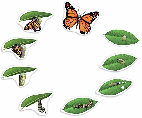 Learning Resources gigantycznego magnetycznych podczas cyklu życia motyli, LER6043