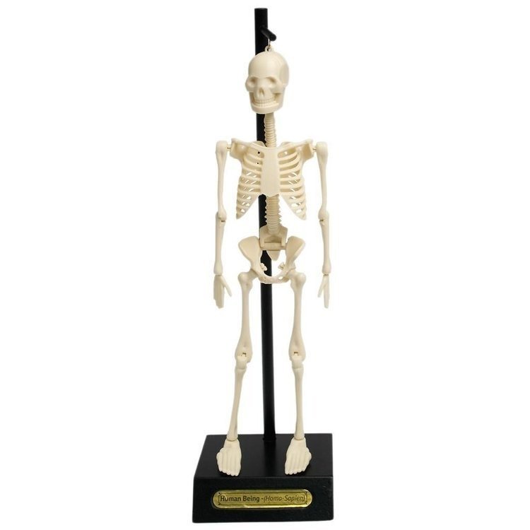 Rex London Anatomiczny model szkieletu, Rex London 24787