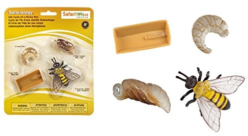 Safari - cykl życia naukowego
